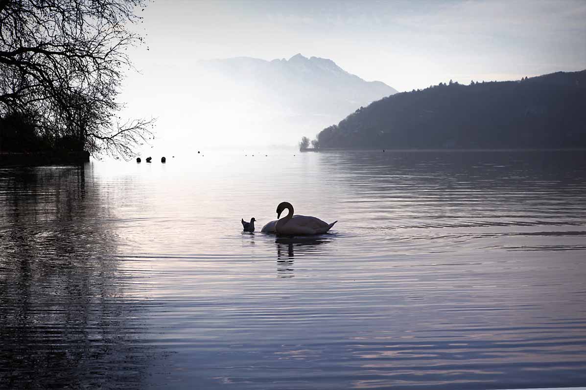 Cygne bord du lac d'Annecy